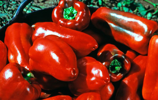 PIMIENTO